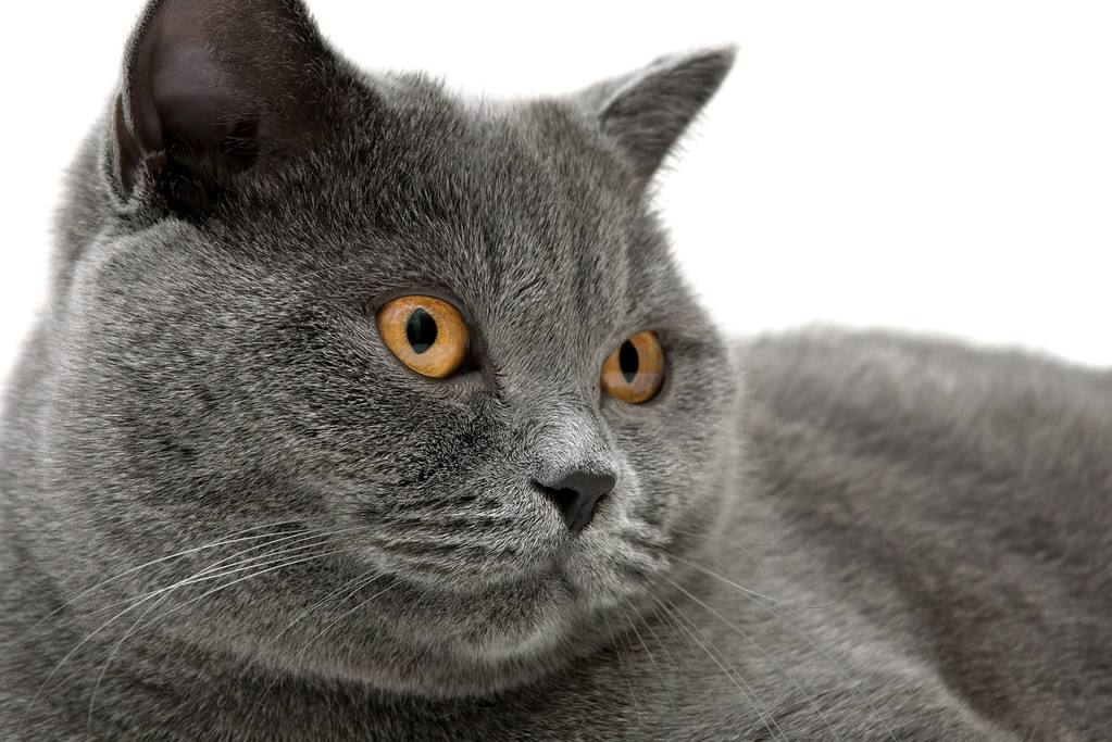 猫咪的眼睛颜色居然能决定性格,猫咪眼睛颜色竟然决定了它的性格