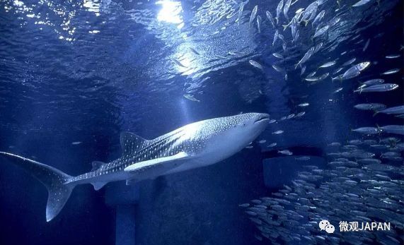 魅力之都餐饮,魅力大阪旅游攻略