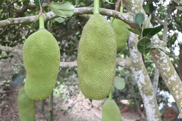 果肉饱满香甜浓郁白沙荣邦吴其貌线上销售菠萝蜜助农增收销路畅