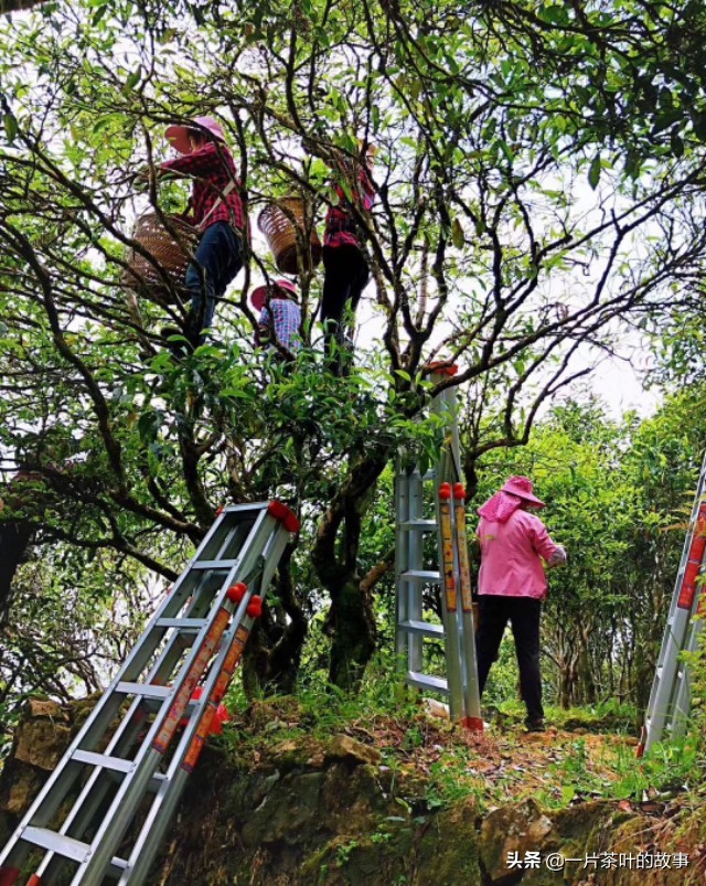 岭头单枞与凤凰单枞区别,大红袍和凤凰单枞的区别
