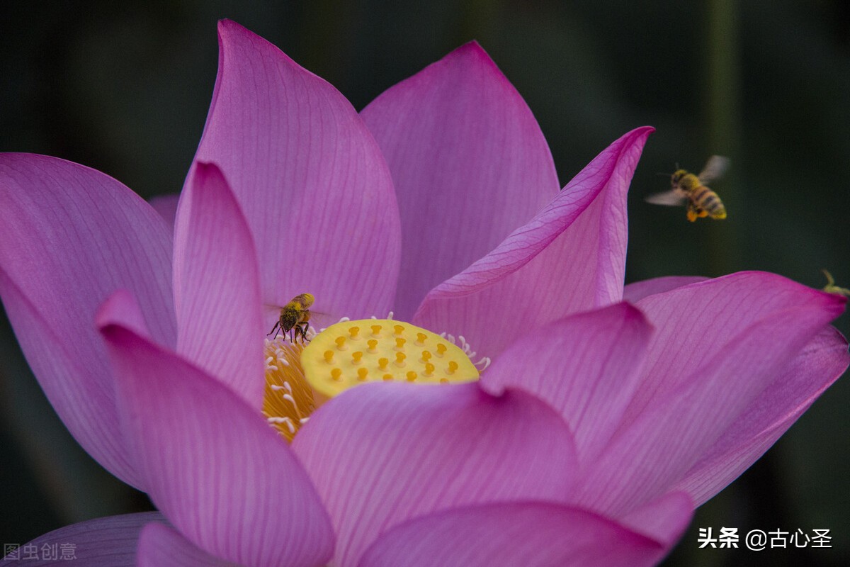 看一眼就交好运的莲花镜(三):莫测的路