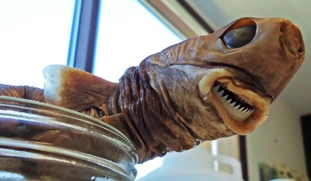 身长才50厘米的达摩鲨究竟有多狂,巨齿鲨有多恐怖一口能咬死鲸鱼