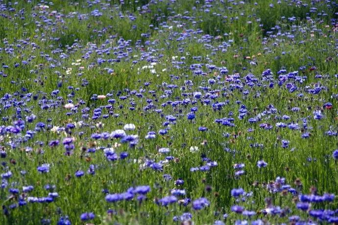 百花图谱大全100幅,工笔百花图谱100种