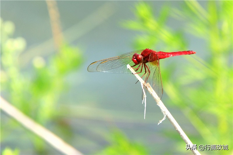 平阴县毛铺八里沟,平阴安城毛铺水库