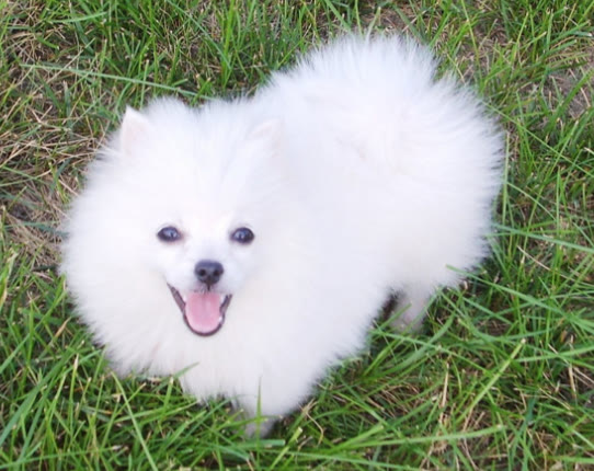 新手养博美必买用品,养博美新手应该用什么狗粮