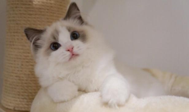 猫中贵族一只多少钱,猫多少钱一只波斯猫