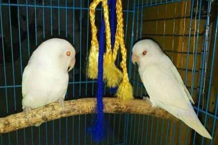 面类牡丹鹦鹉品种介绍及图片,牡丹鹦鹉品种介绍及图片和名字