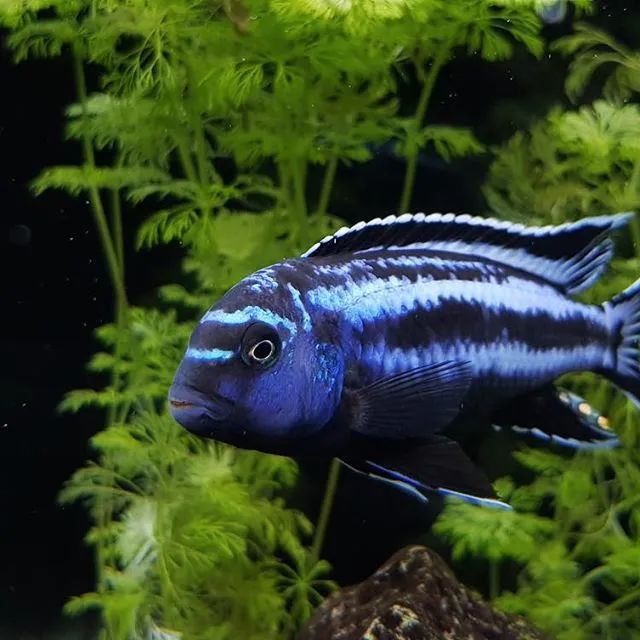 三湖慈鲷繁殖的条件,渔场繁殖三湖慈鲷