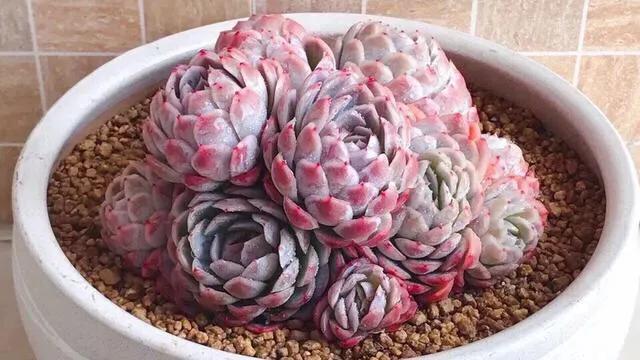 多肉冰梅和贝瑞哪个更容易出状态,多肉冰梅怎么养爆盆