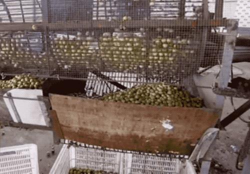 金丝蜜枣是怎么做成的,金丝蜜枣是怎么制成的