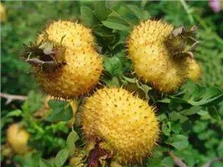 品市长旅游推介——走，坐上高铁游凉都！第二站：水城县