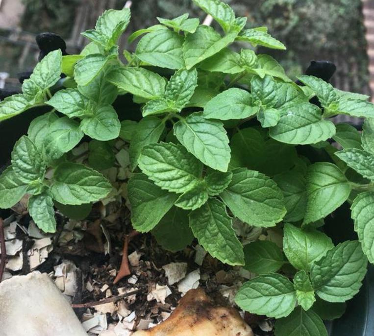 新手养花必须知道的技巧,简单实用低成本自制养花肥料