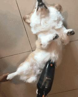 狗本来不掉毛却突然开始掉毛,狗狗身上毛秃了一块