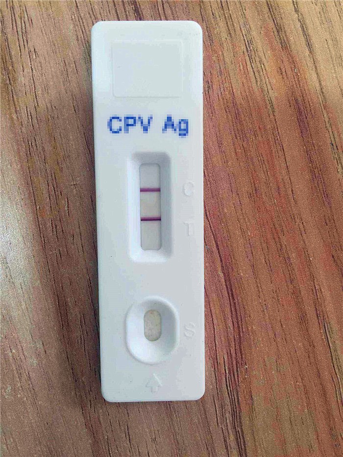 幼犬感染犬细小后并不会变得“又细又小”,其实犬瘟热才是