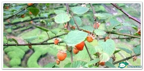 广西80后农村童年经典回忆,80后的童年回忆广西的农村生活