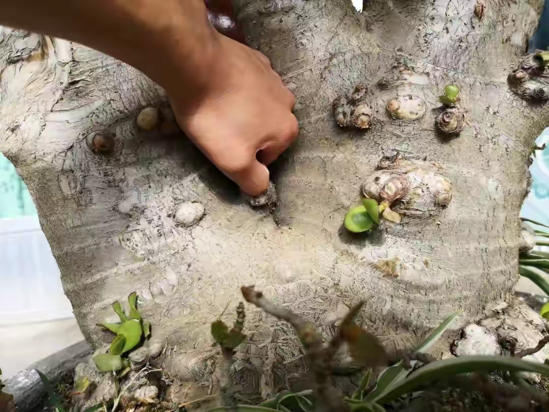 玉树修剪什么造型好看,玉树修剪造型详解