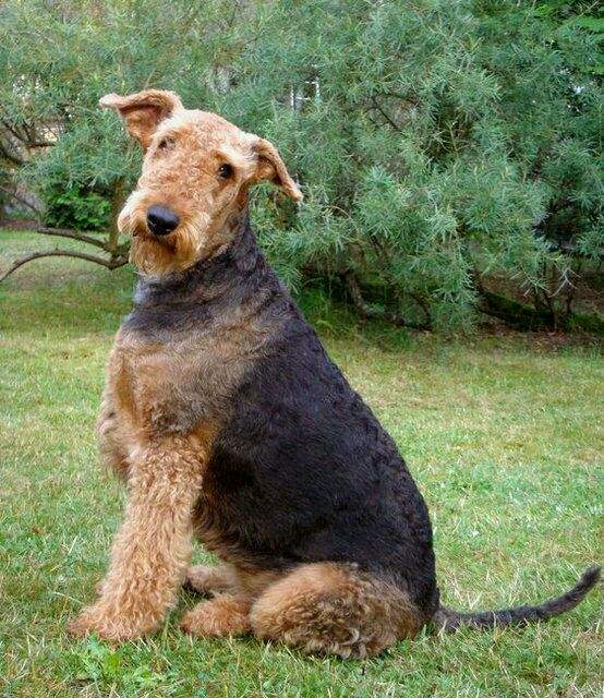 常见的宠物狗品种有哪些,宠物狗大型犬不掉毛有哪些品种