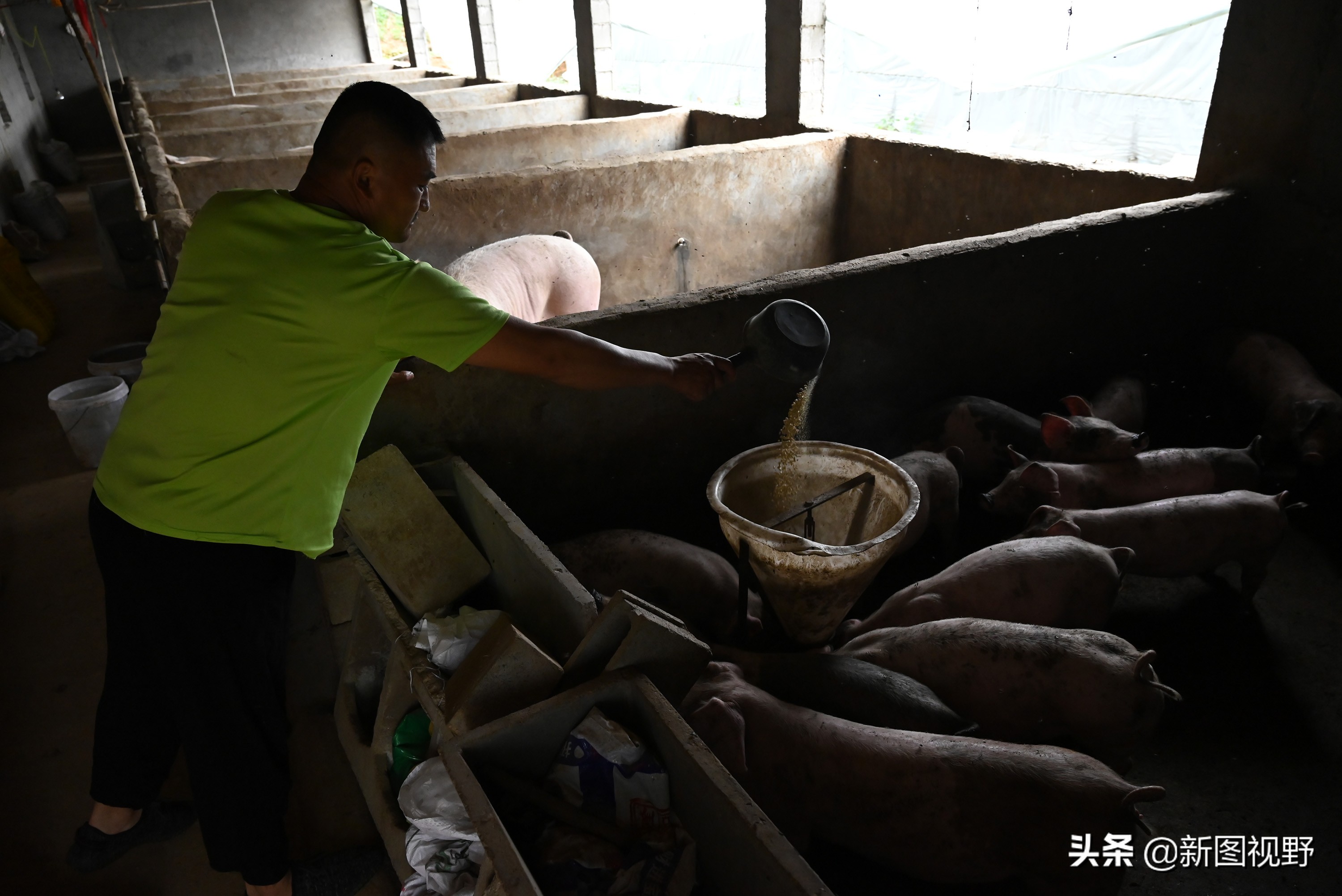 猪价下跌，夫妻“烤全猪”停烤2年后开烤，200斤烤肉出炉就卖光