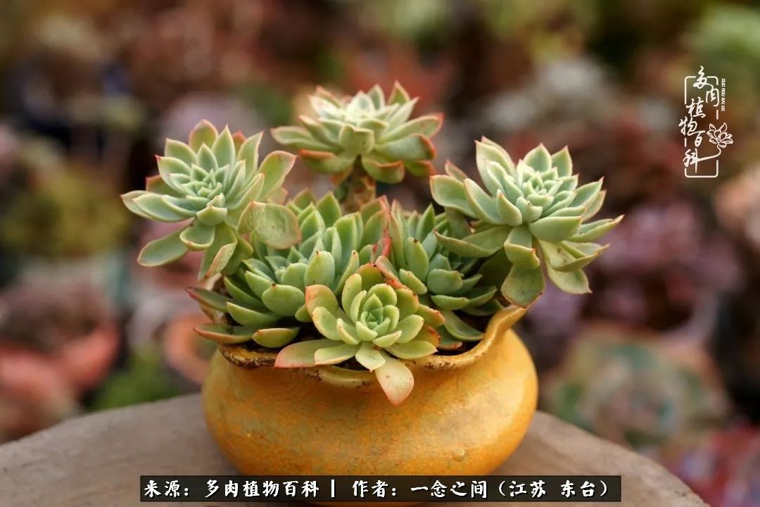 对多肉植物的爱心寄语,赏兰花感言