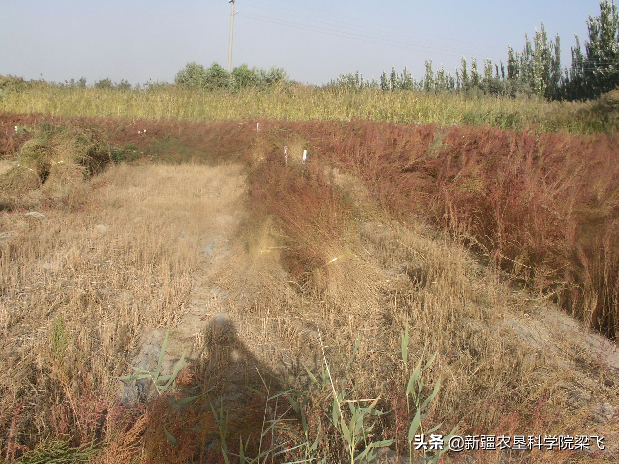 新疆盐碱地盐地怎么改良,新疆盐碱地适合生长什么蔬菜