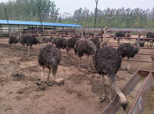 养殖鸵鸟怎么养殖得快些,为什么不建议养殖鸵鸟