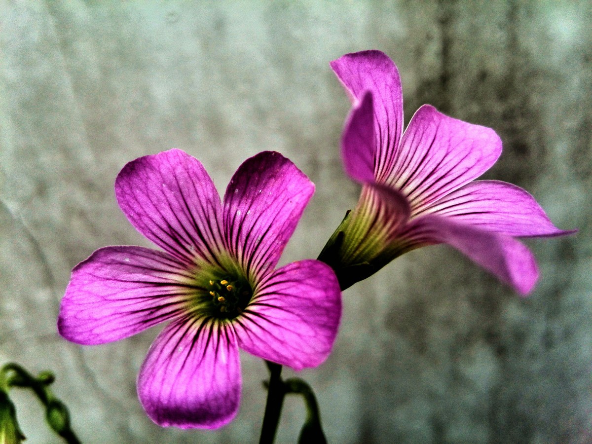 三叶草的幸福,三叶草的寓意和象征