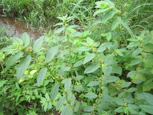 飞扬草的种类,飞扬草也叫什么名字