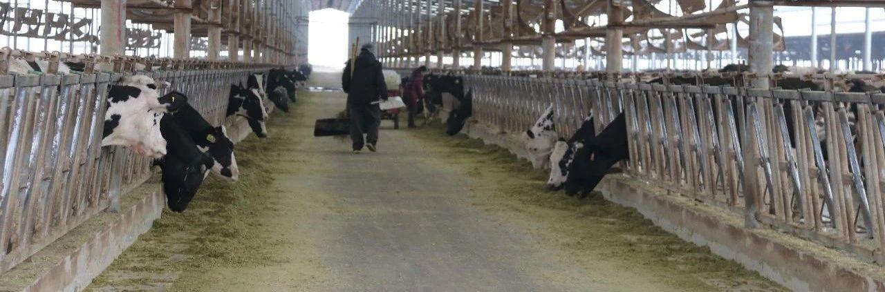 牛人圈里有一个“鲁大师”——访河南惠龙牧业股份有限公司总经理鲁志民