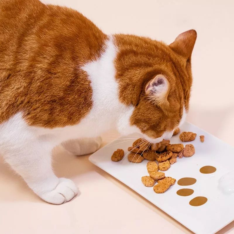 看了猫要吃的零食，你就知道为啥猫咪比娃还难带