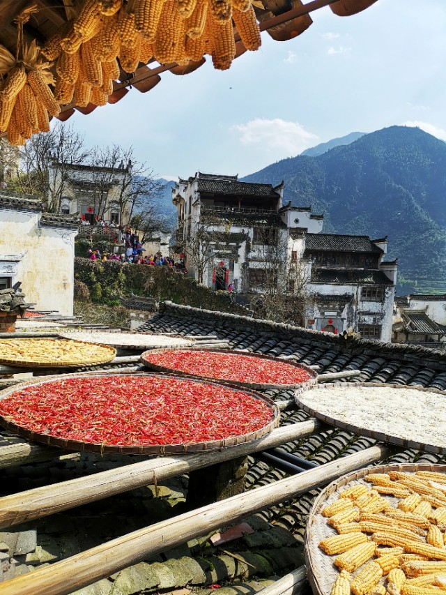 春暖花开我在油菜花田等你,篁岭晒秋我听了风的话