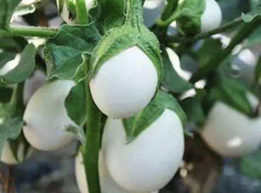 奶奶在家孵化的小鸡,奶奶家刚孵化出来的小鸡