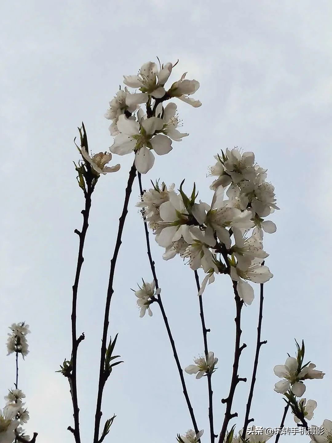 曲线调色的方法和技巧,如何进行曲线调色