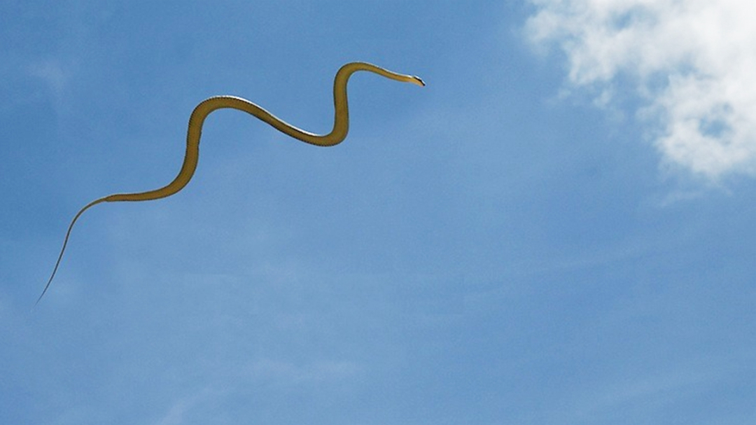 金花蛇飞行原理,没有翅膀也能飞中国科学家