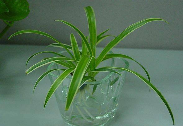 金边吊兰的金边消失,金边吊兰叶子变淡是什么原因