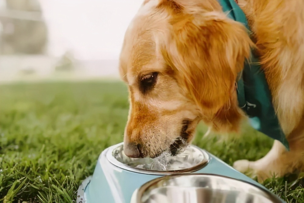 狗狗总是不懂事不听话到底怎么办,狗狗不爱喝水怎么办