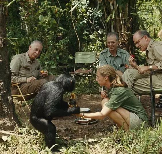 珍古道尔的传奇一生黑猩猩,珍·古道尔和黑猩猩