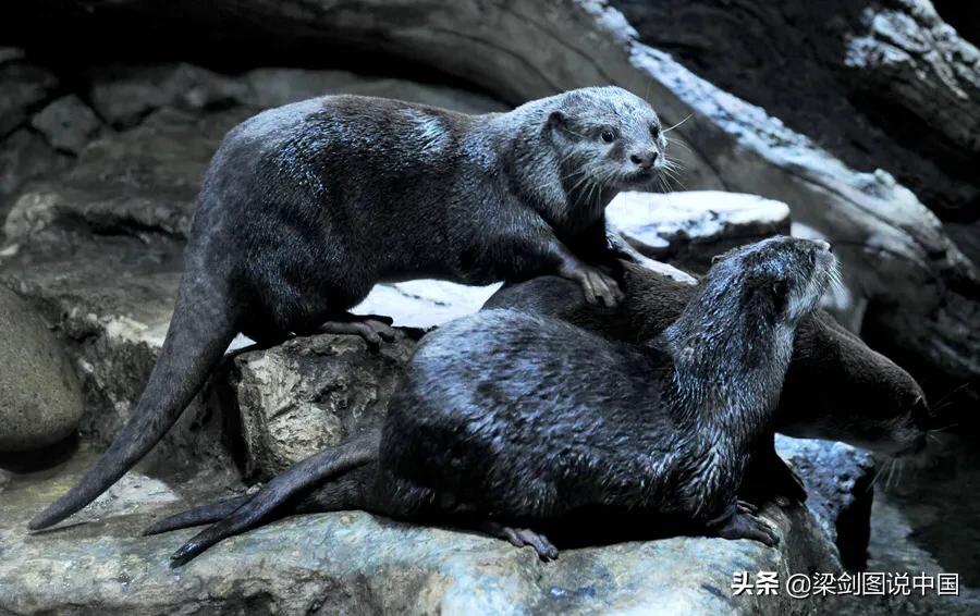 禁止野生动物保护环境人人有责,保护生态环境禁止野生动物上餐桌