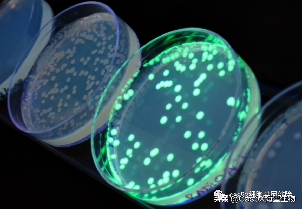 绿色荧光蛋白的发现史,科学家眼里的肽