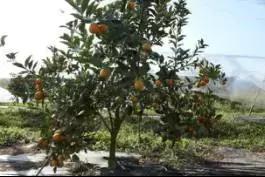 柑橘新优优缺点,设施柑橘新品种优缺点