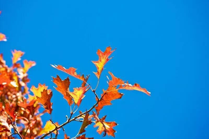 宫颈癌筛查时哪些情况需要做阴道镜？