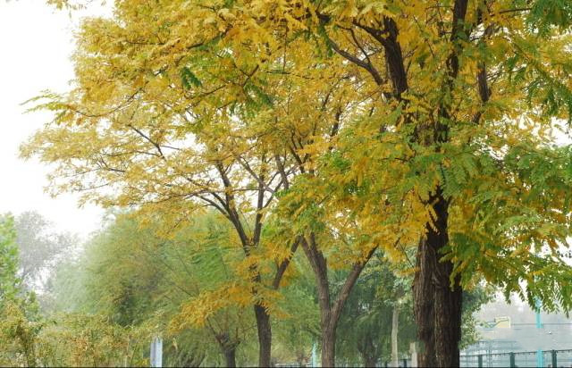 鏁ｆ枃妞版灄婕,娌欑埥鏁ｆ枃