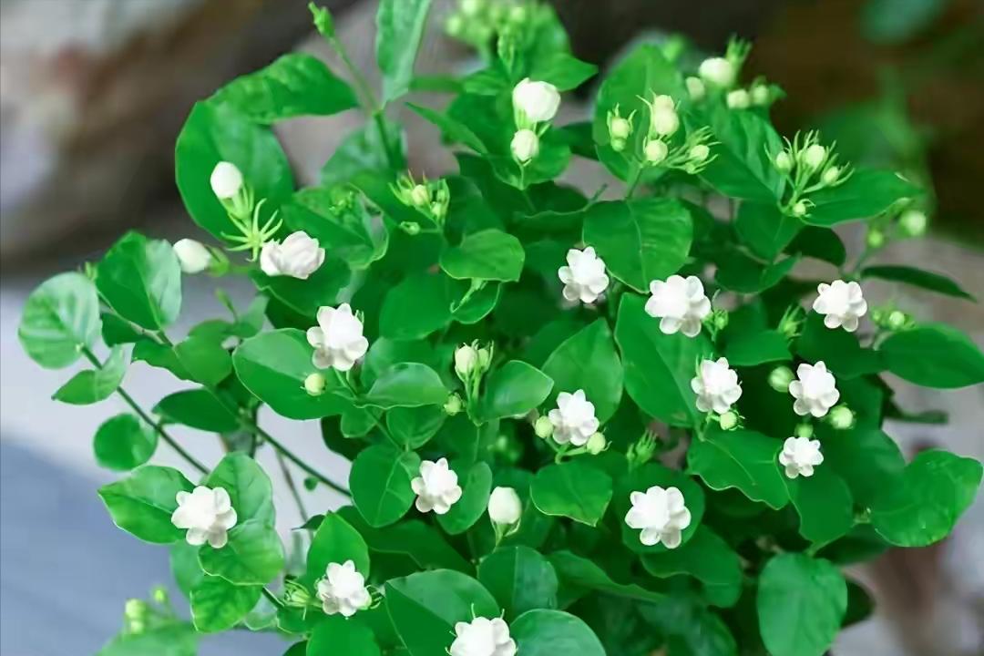 磷酸二氢钾和花多多2号同时用吗,磷酸二氢钾与花多多2号比较