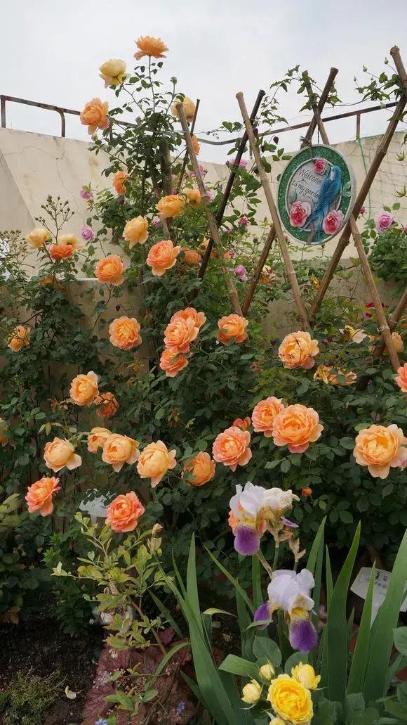 藤本月季秋季怎么修剪才会花墙,最丰花多季开花的藤本月季