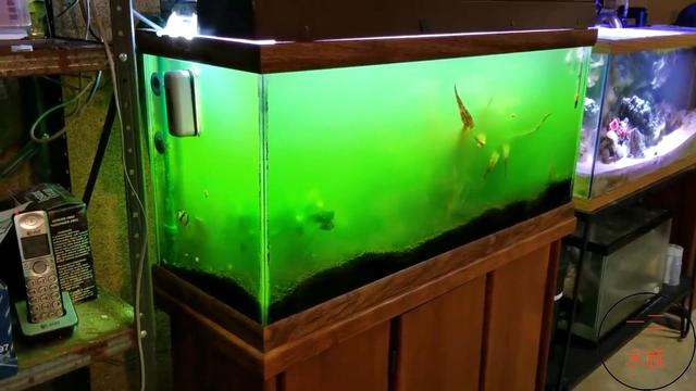 草鱼缸怎么除藻,鱼缸怎么除水草绿藻