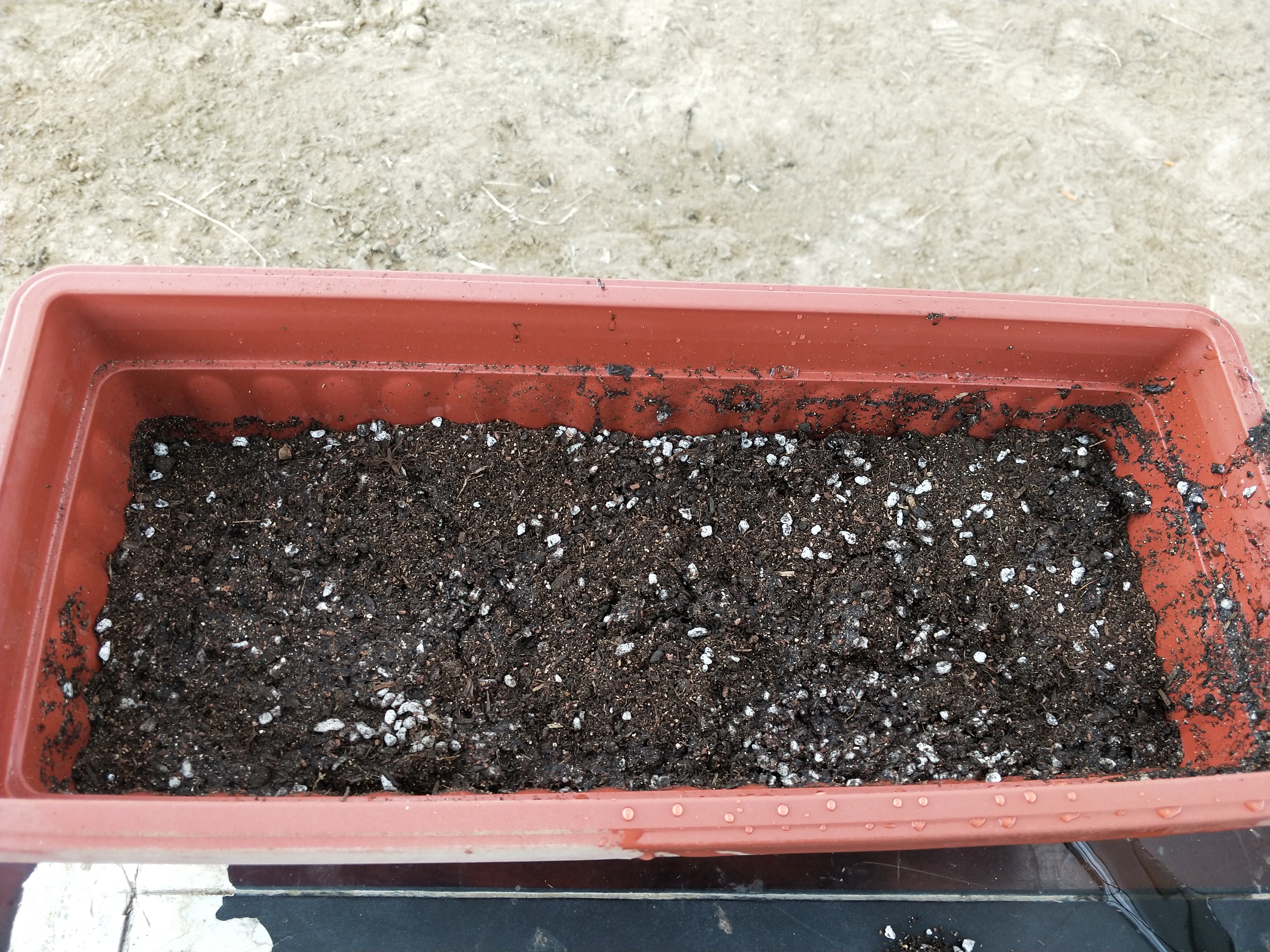 芹菜种子种的时候怎么处理,芹菜播种前怎样处理种子