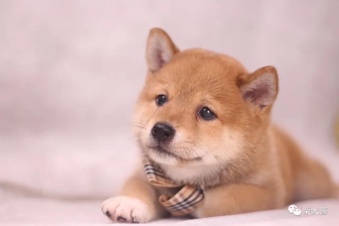 柴犬是不是有一段掉毛的尴尬期,柴犬尴尬期吃什么食物