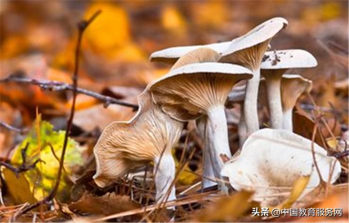 什么菇不能吃,菇不能和什么一起吃