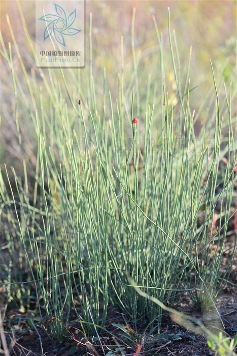藁本神农本草经,神农本草经葛根原文