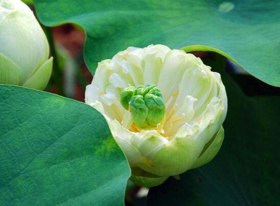 今天分享几十种荷花品种图鉴,荷花品种大全及名称图片