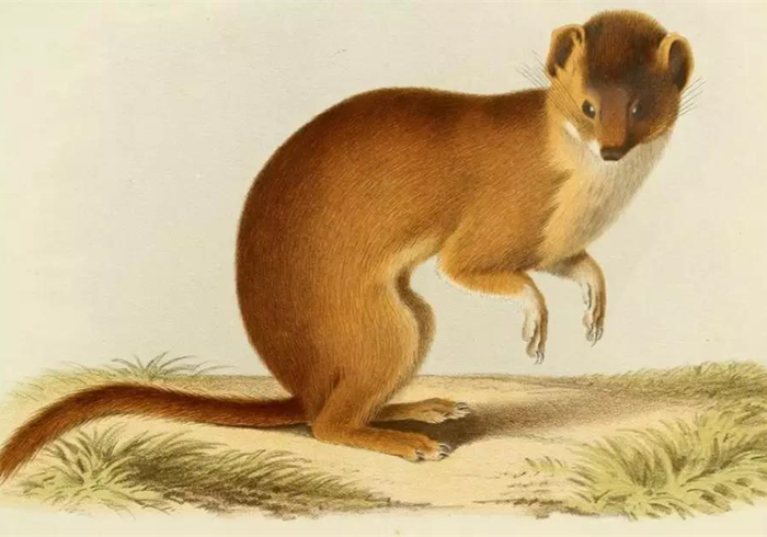 黄鼠狼老是偷鸡科学处理办法,黄鼠狼老是来偷鸡怎么回事